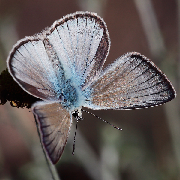 Polyommatus dolus