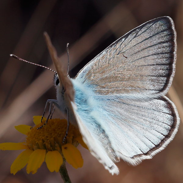 Polyommatus dolus