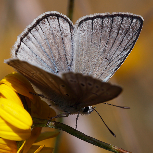 Polyommatus dolus