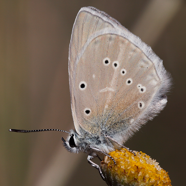 Polyommatus dolus