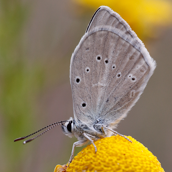 Polyommatus dolus