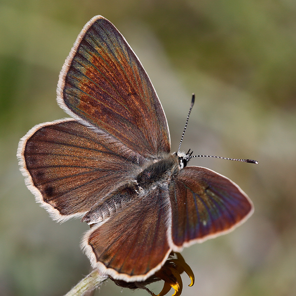 Polyommatus dolus