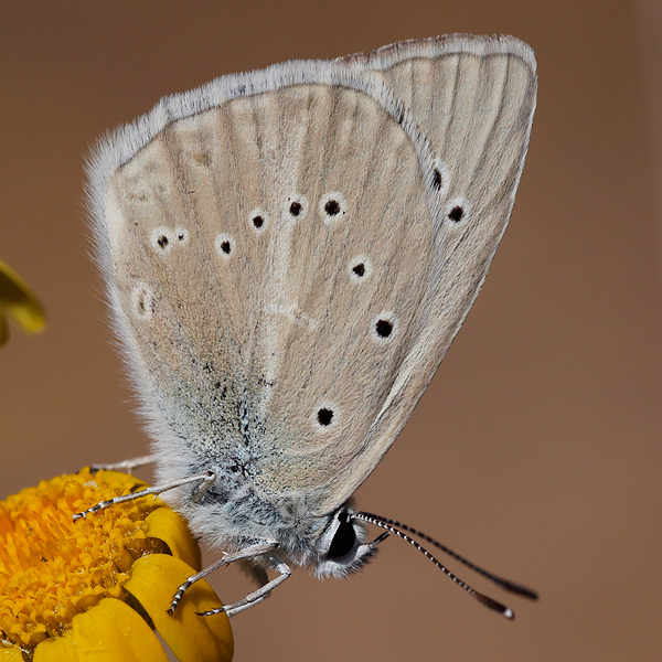 Polyommatus dolus