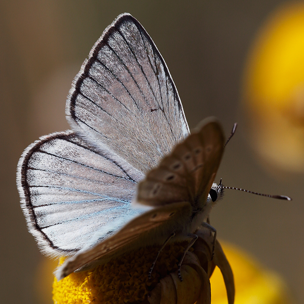 Polyommatus dolus