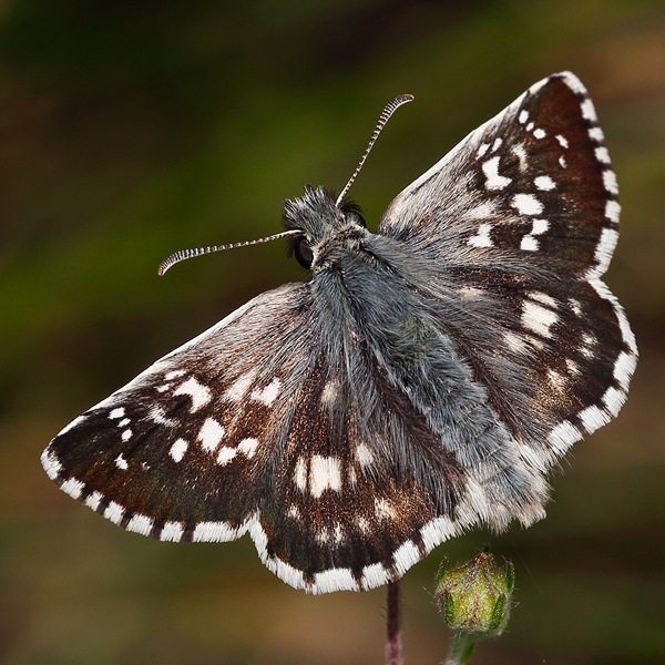 Pyrgus cinarae