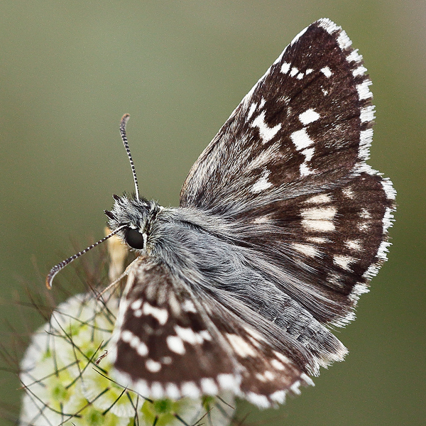 Pyrgus cinarae