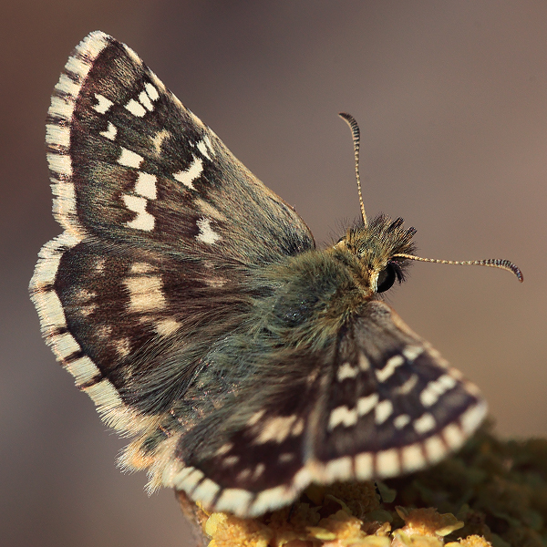 Pyrgus cirsii (turcicola)