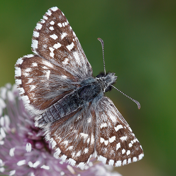 Pyrgus malvoides