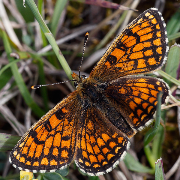 Melitaea parthenoides