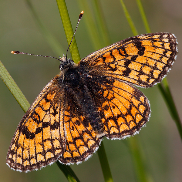 Melitaea parthenoides