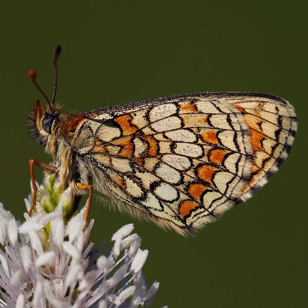 Melitaea parthenoides