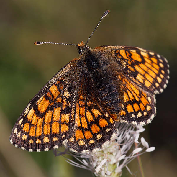 Melitaea parthenoides