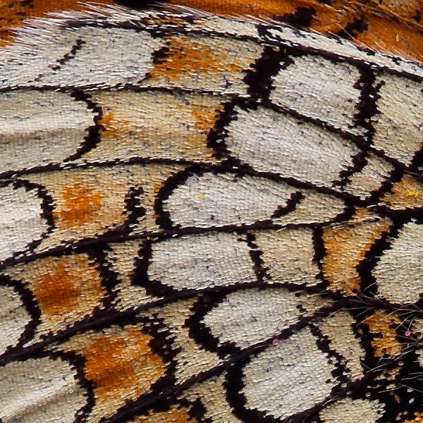 Melitaea parthenoides