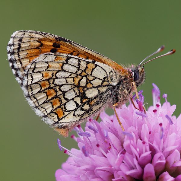 Melitaea parthenoides