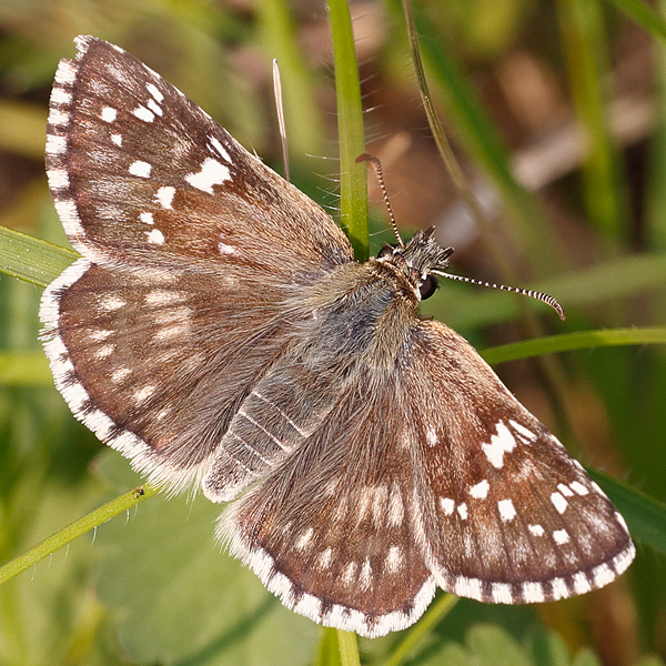 Pyrgus carthami