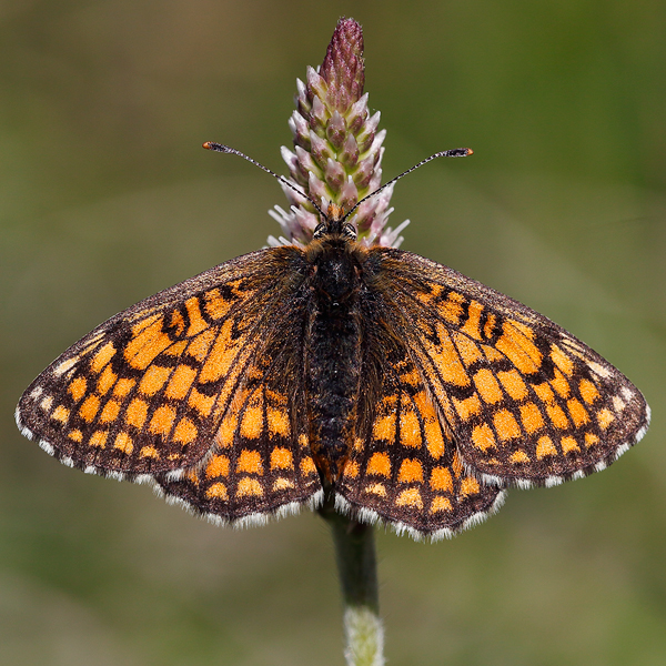 Melitaea parthenoides