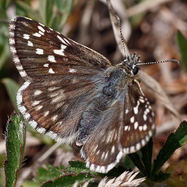 Pyrgus carthami