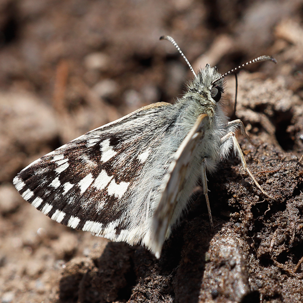 Pyrgus carthami (nevadensis)