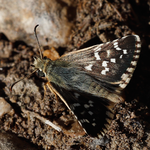 Pyrgus cirsii