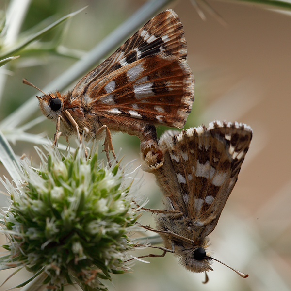 Pyrgus cirsii