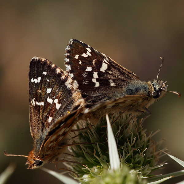 Pyrgus cirsii