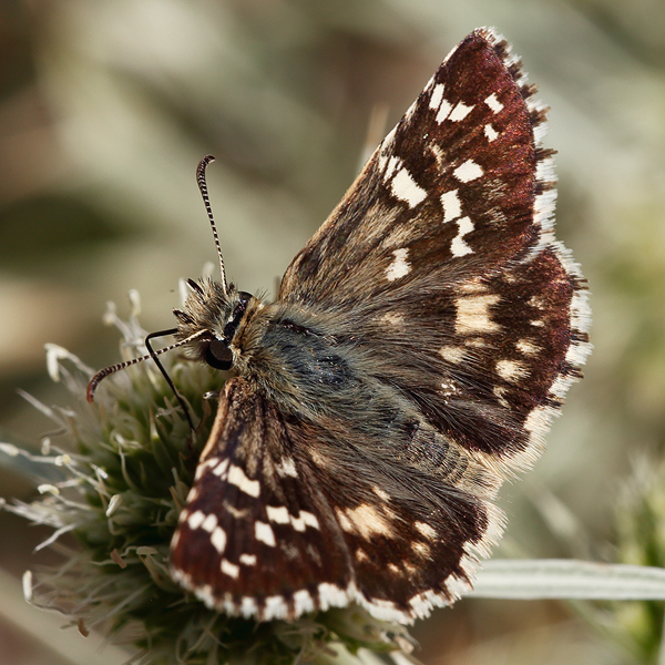 Pyrgus cirsii