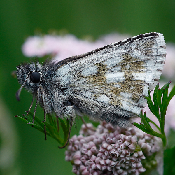 Pyrgus warrenensis