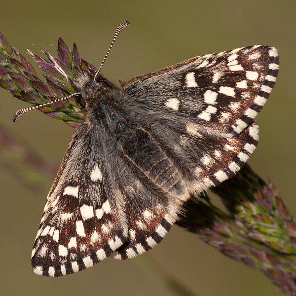 Pyrgus malvae