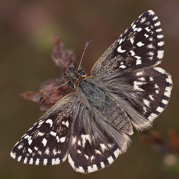 Pyrgus malvae