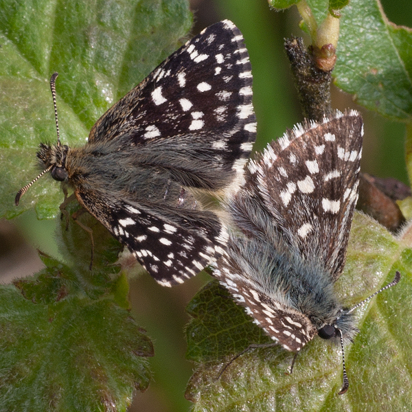 Pyrgus malvae