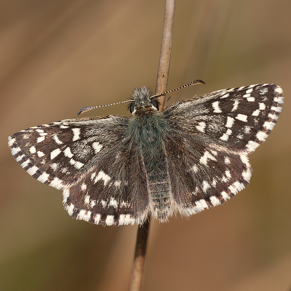 Pyrgus malvae