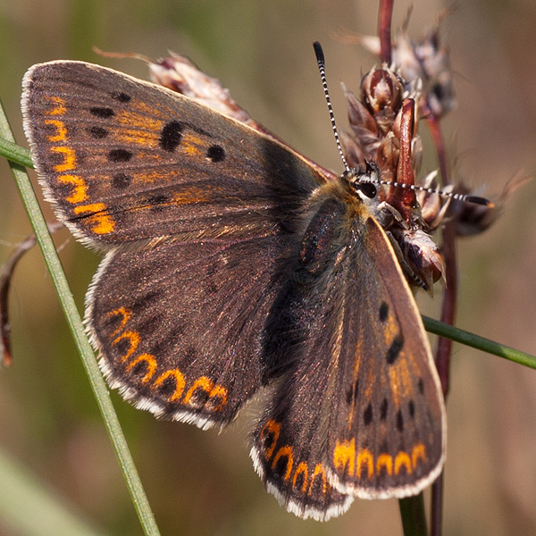 Lycaena tityrus