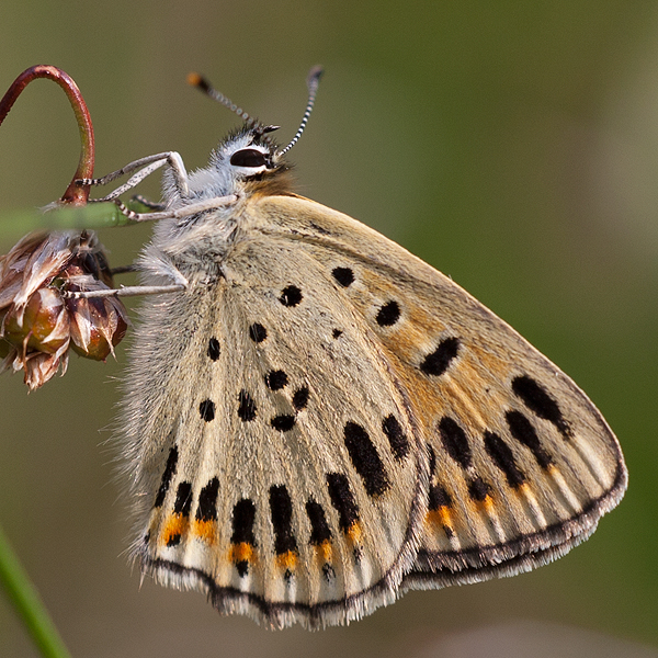 Lycaena tityrus