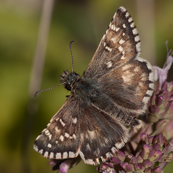 Pyrgus onopordi