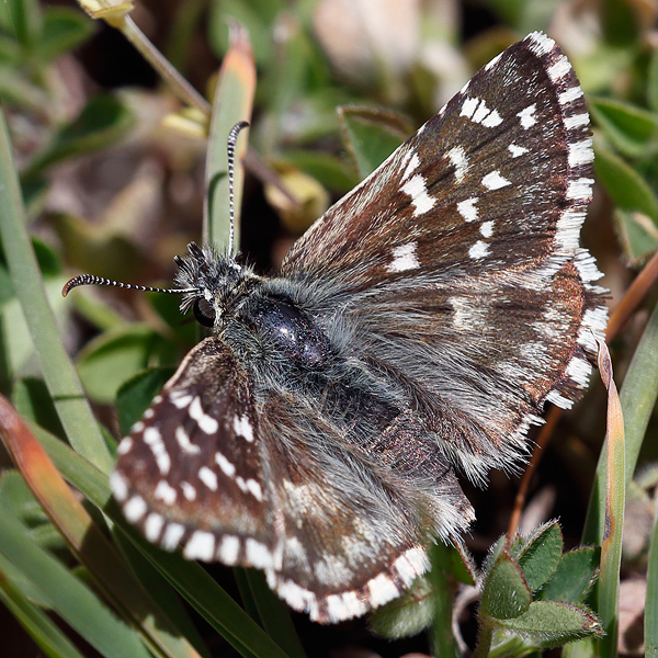 Pyrgus onopordi