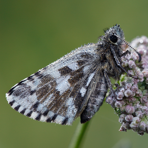 Pyrgus andromedae