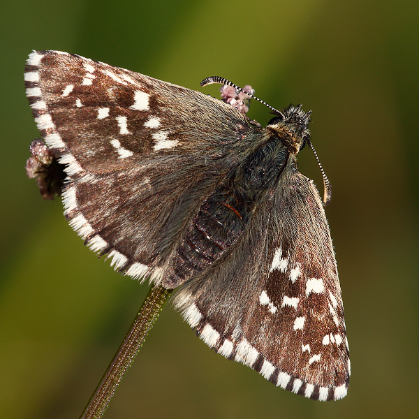 Pyrgus andromedae