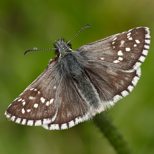 Pyrgus serratulae