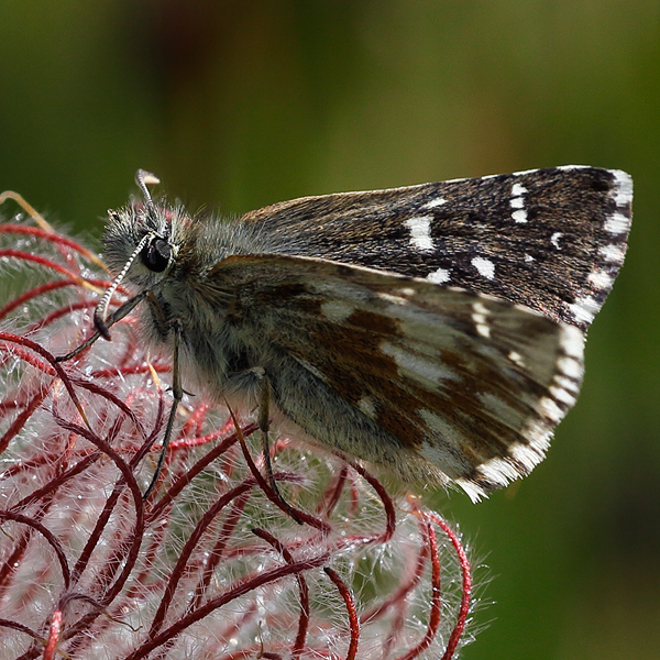 Pyrgus cacaliae