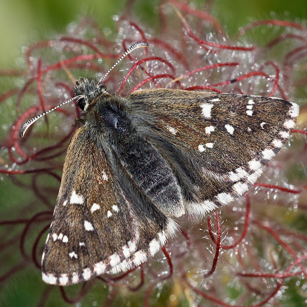 Pyrgus cacaliae