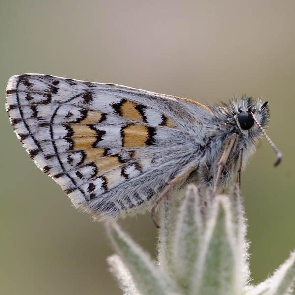 Pyrgus sidae