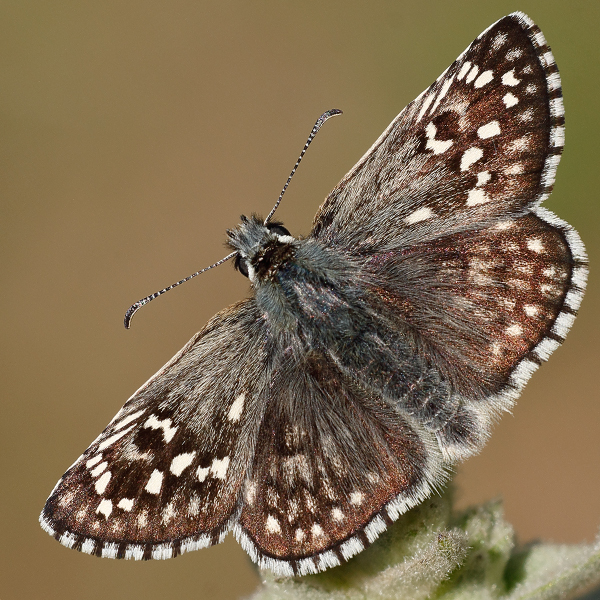 Pyrgus sidae