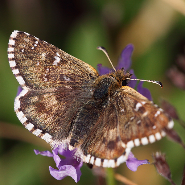 Pyrgus carlinae