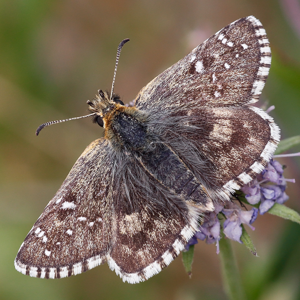 Pyrgus carlinae