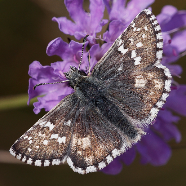 Pyrgus serratulae