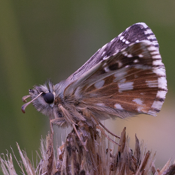 Pyrgus carlinae