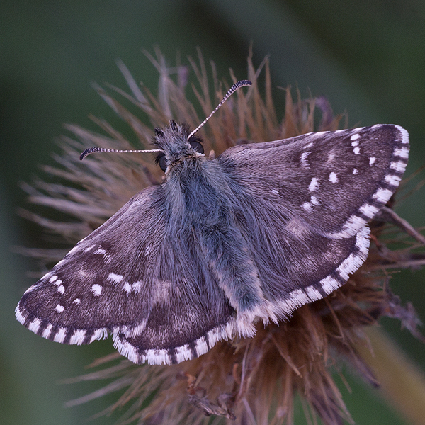 Pyrgus carlinae