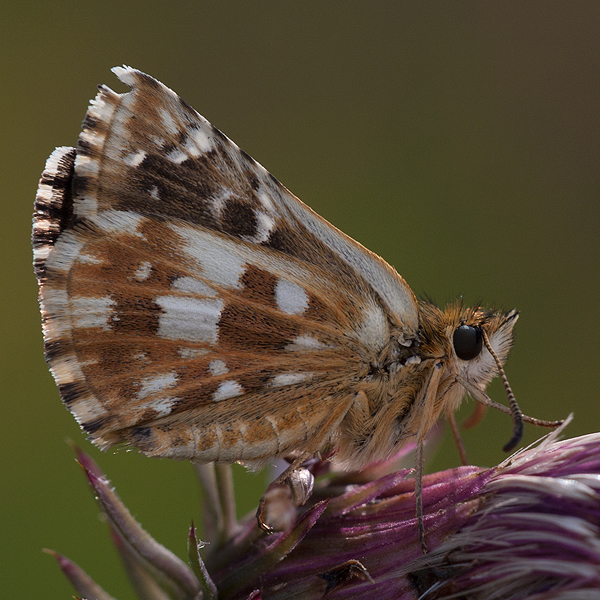 Pyrgus carlinae