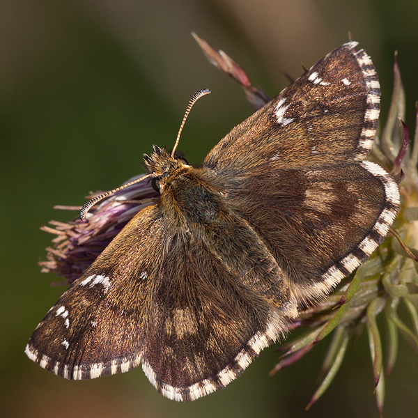 Pyrgus carlinae