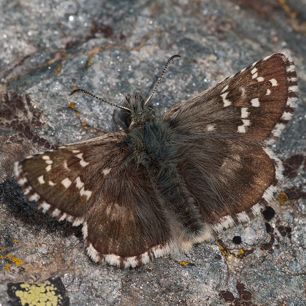 Pyrgus carlinae